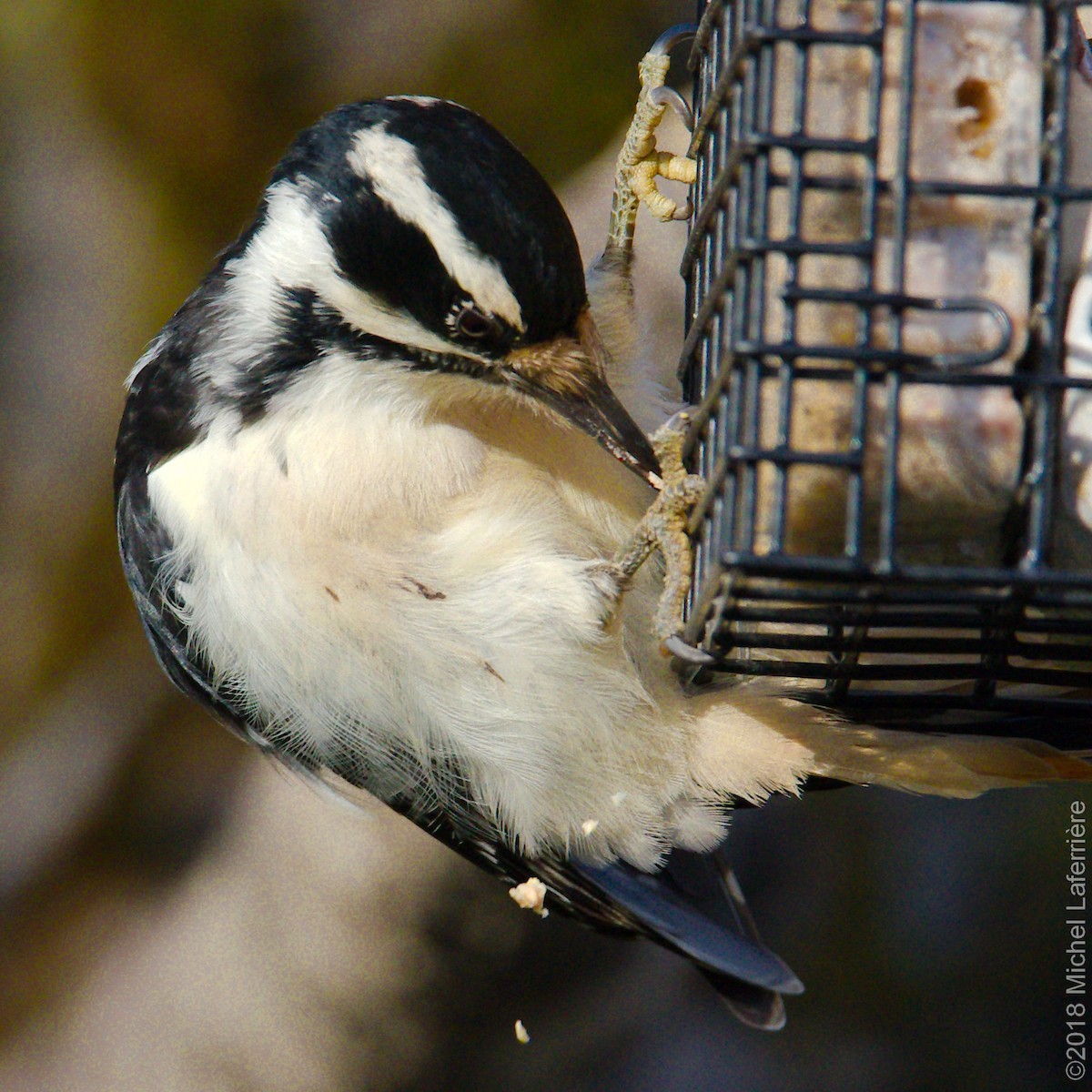 Hairy Woodpecker - Michel Laferriere