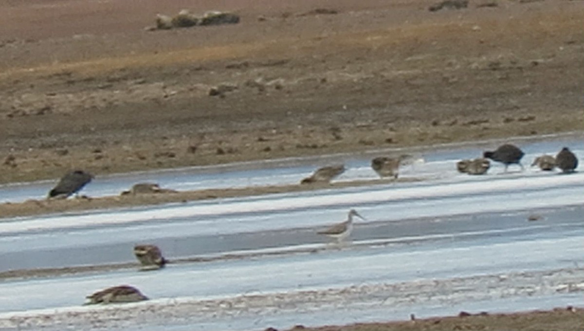 Greater Yellowlegs - ML121598981