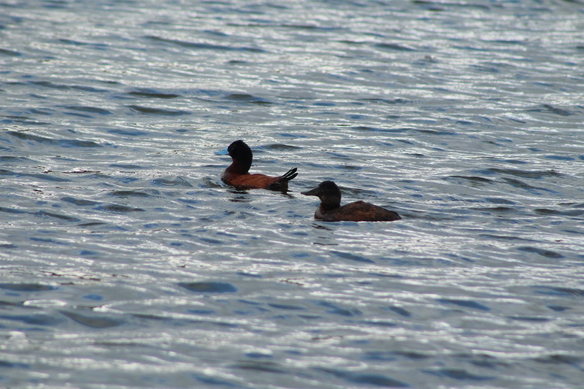 Andean Duck - ML121599081