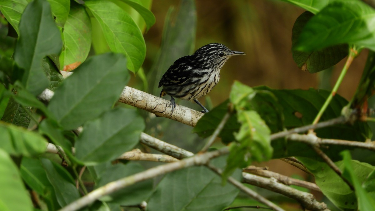 Amazonian Streaked-Antwren - Jorge Muñoz García   CAQUETA BIRDING