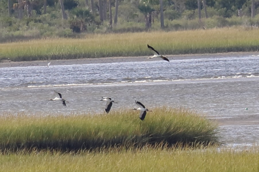 Wood Stork - ML121599531