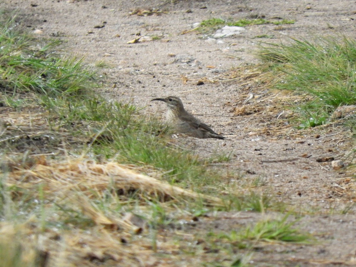 Scale-throated Earthcreeper - ML121600121