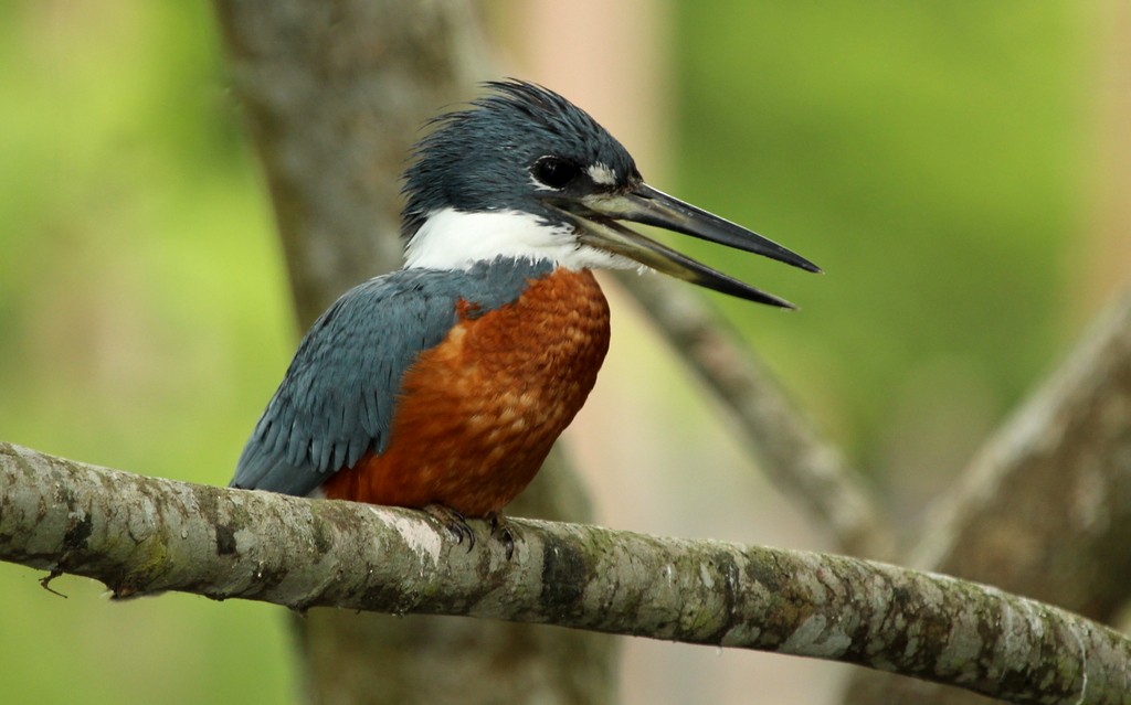 Ringed Kingfisher - Rolando Chávez