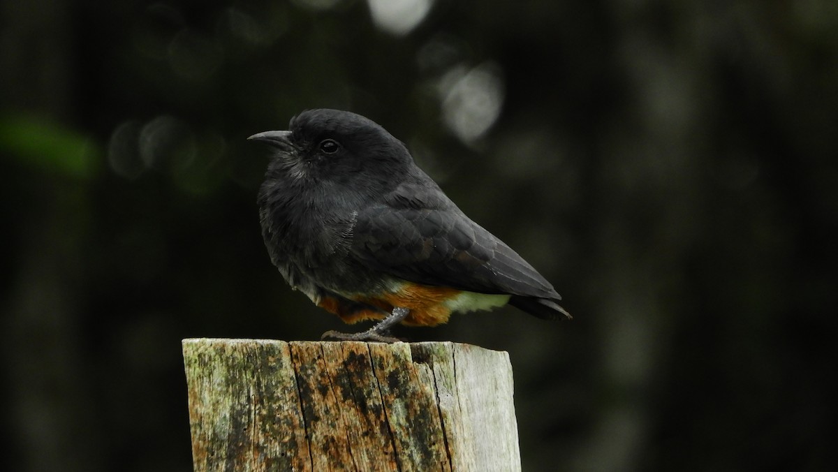 Swallow-winged Puffbird - ML121601091