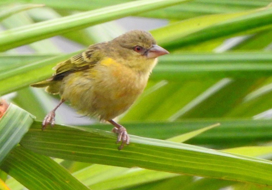 Tanganyika Masked-Weaver - ML121601131