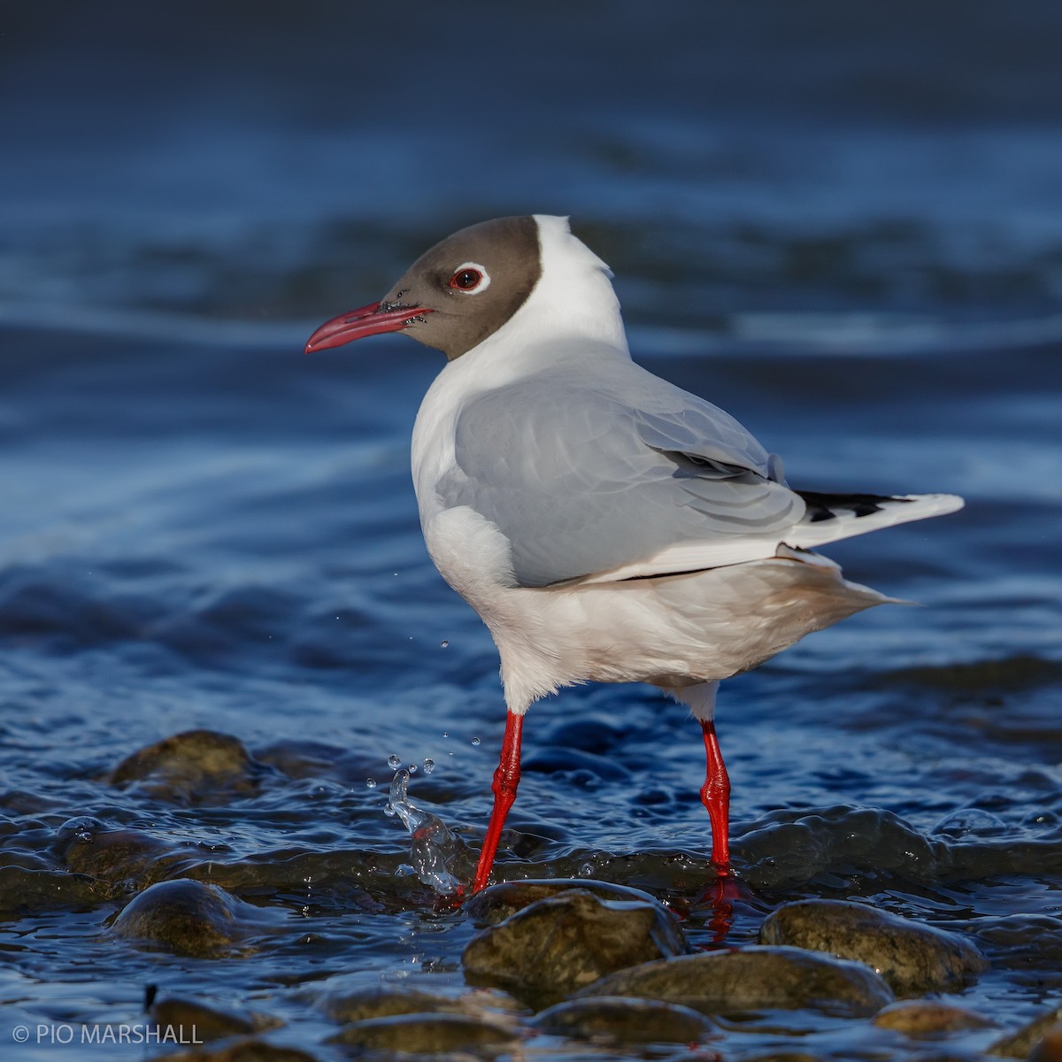 Brown-hooded Gull - ML121603231