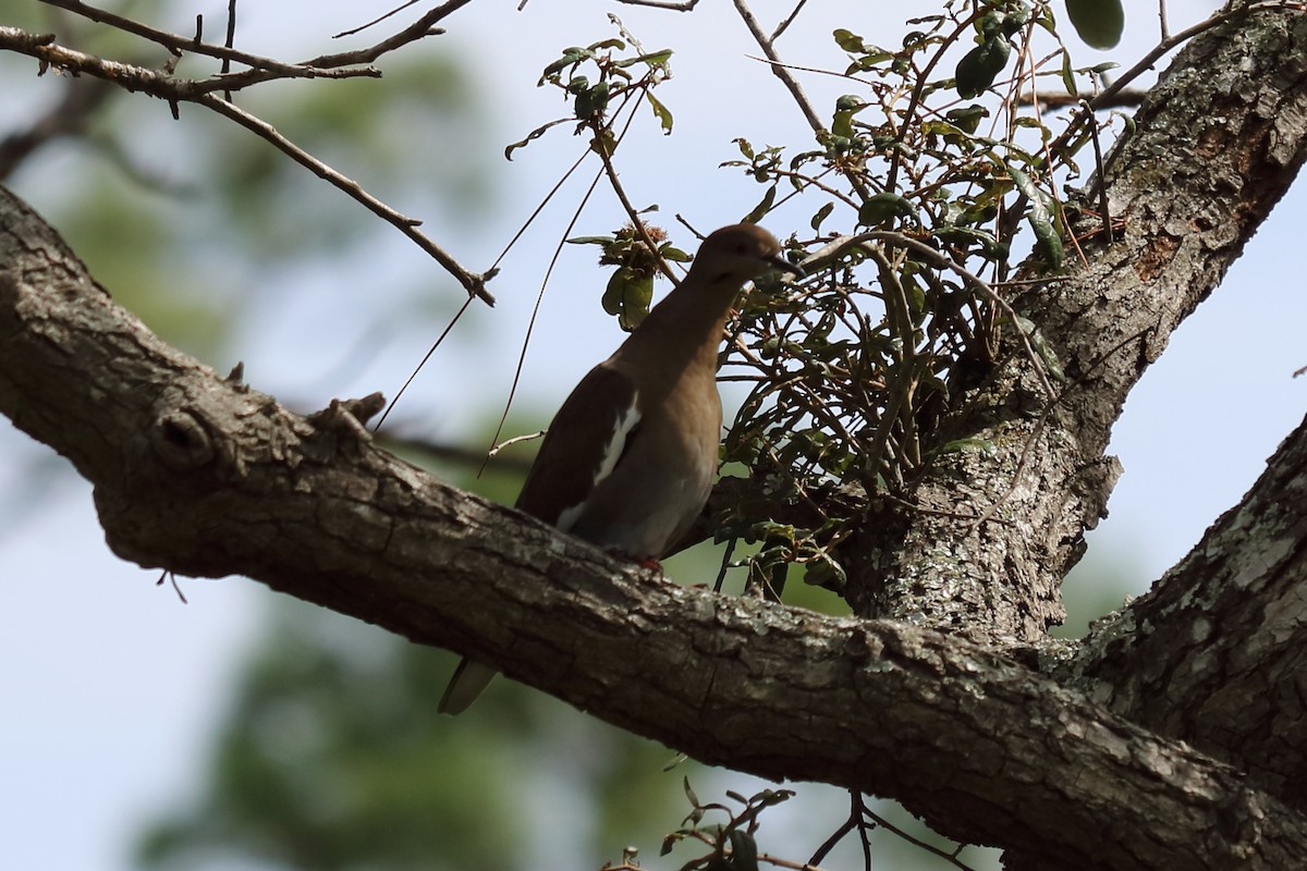 White-winged Dove - Alta Tanner