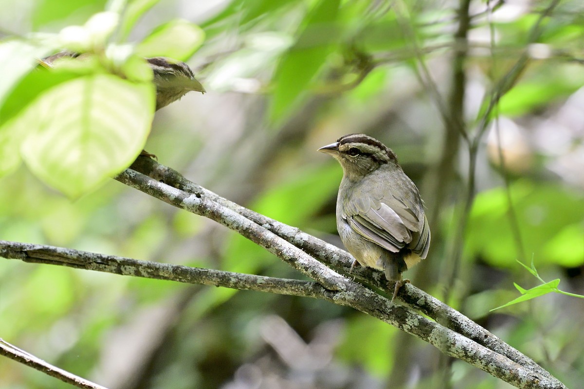 Olive Sparrow - Luis Guillermo