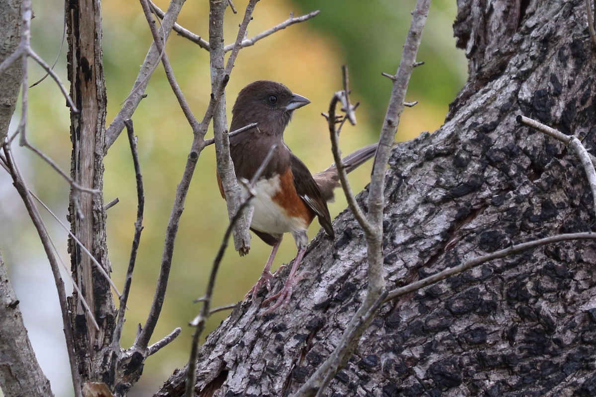 Eastern Towhee - ML121606221