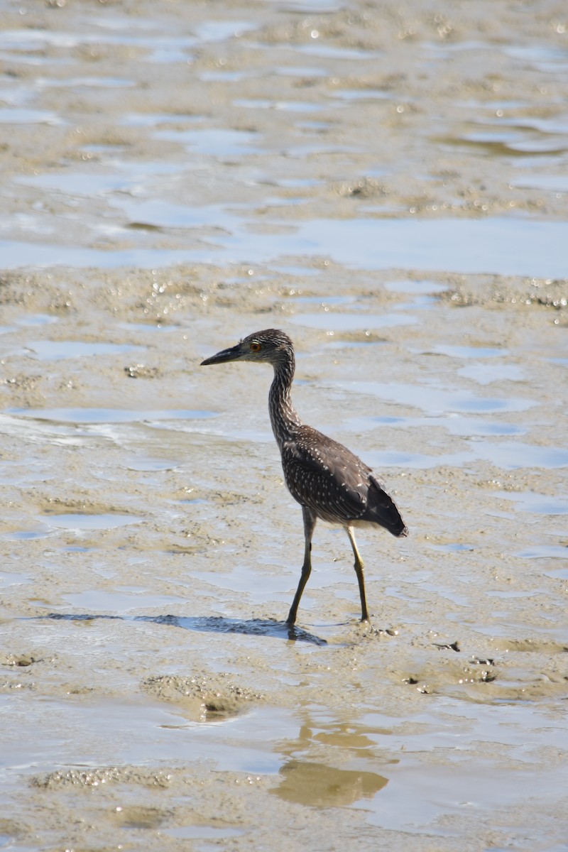 Yellow-crowned Night Heron - ML121606261