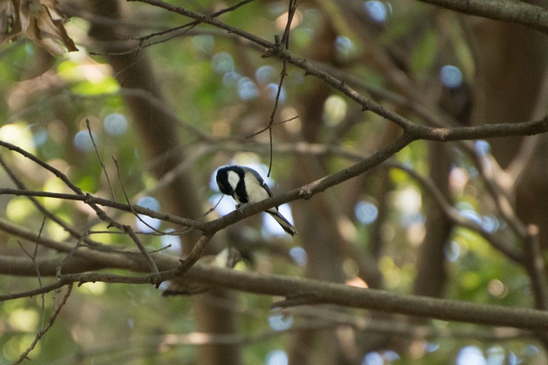 Asian Tit (Japanese) - ML121606421