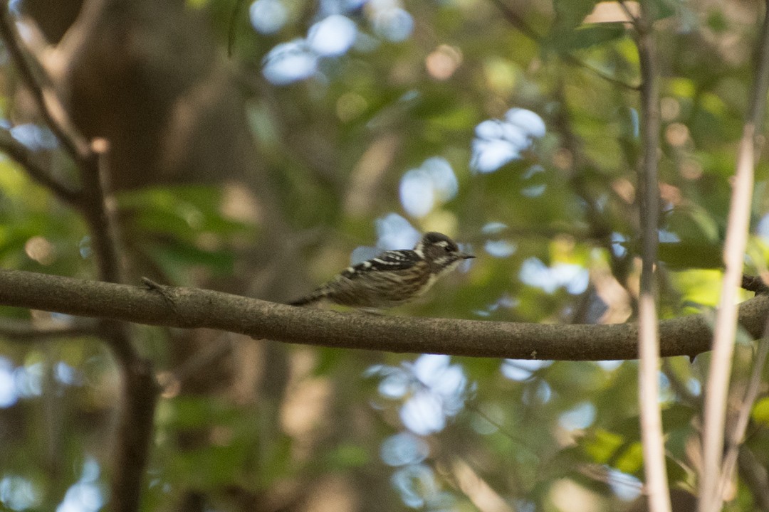 Japanese Pygmy Woodpecker - ML121606441