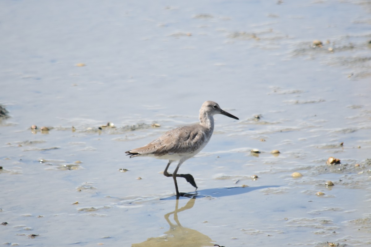 Willet - ML121606471