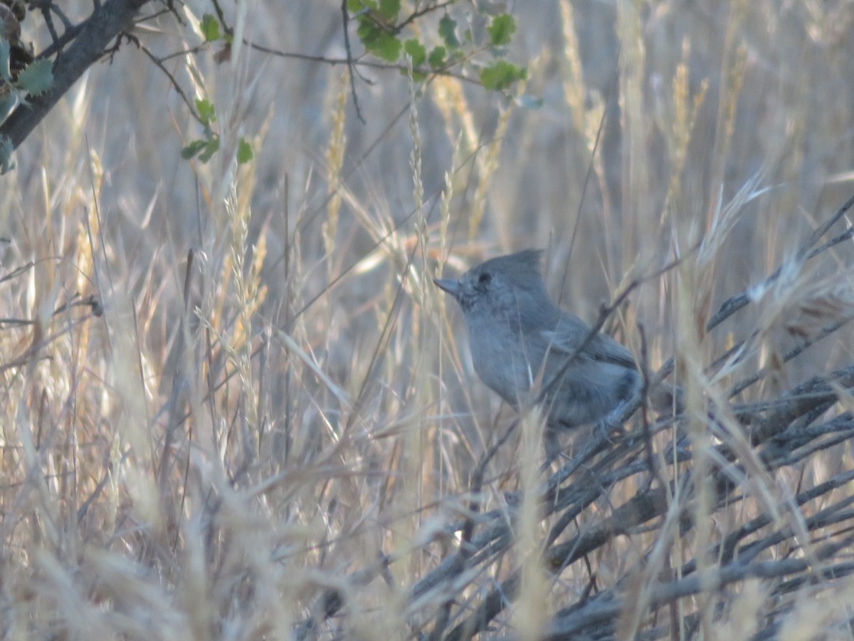 Oak Titmouse - ML121607591