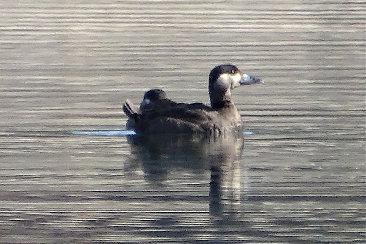 Surf Scoter - ML121612951