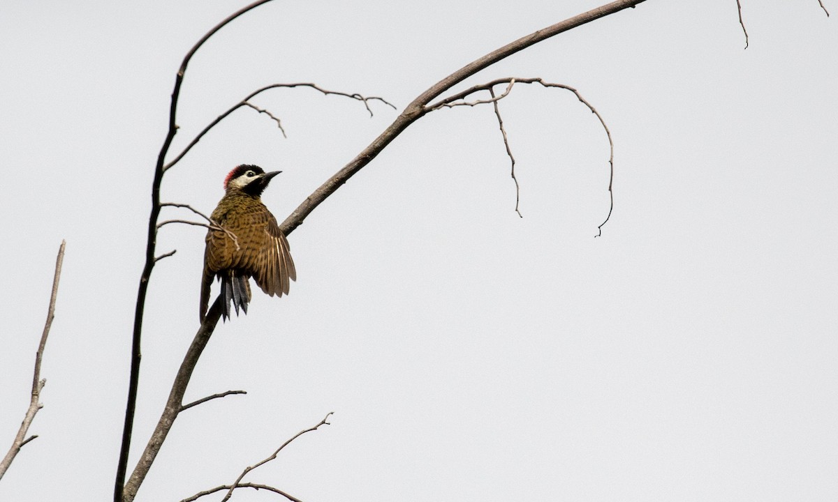 Spot-breasted Woodpecker - ML121614761