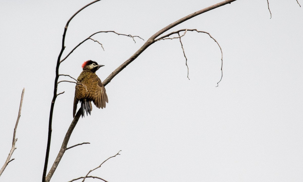 Spot-breasted Woodpecker - ML121614771
