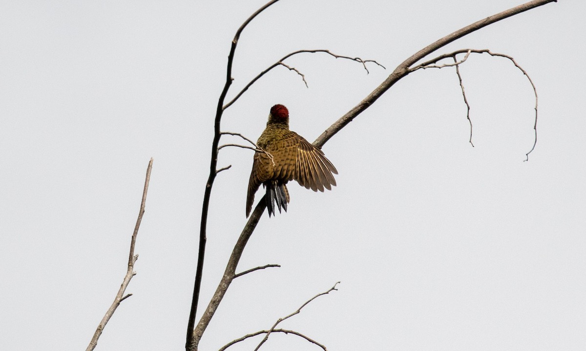 Spot-breasted Woodpecker - ML121614781