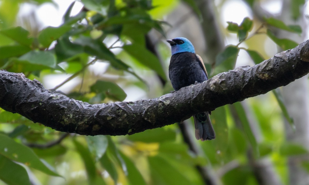 Blue-necked Tanager - ML121614951