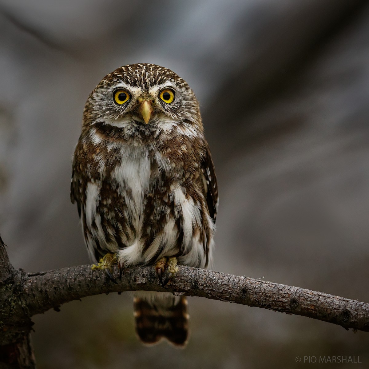 Austral Pygmy-Owl - ML121617551
