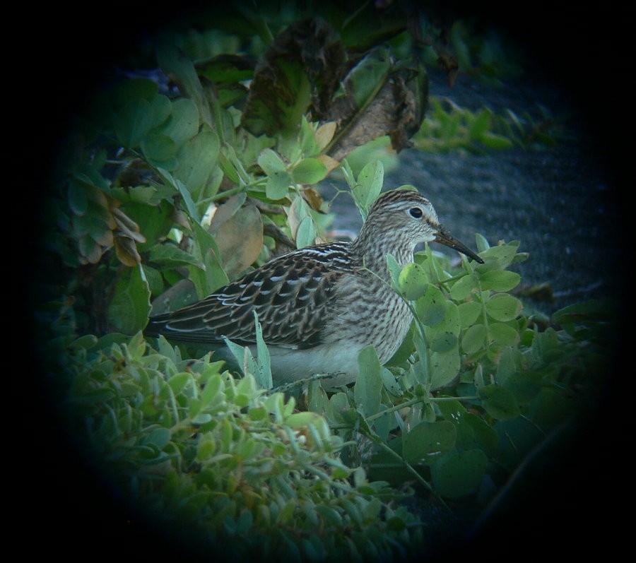 Graubrust-Strandläufer - ML121617831