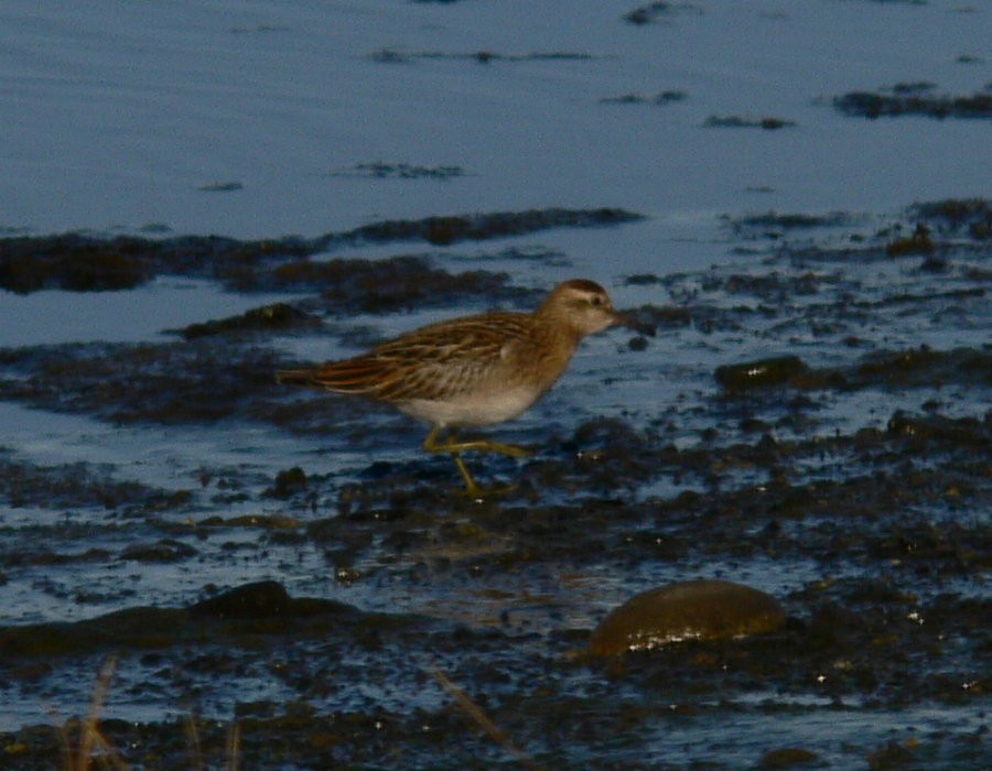 Spitzschwanz-Strandläufer - ML121617931