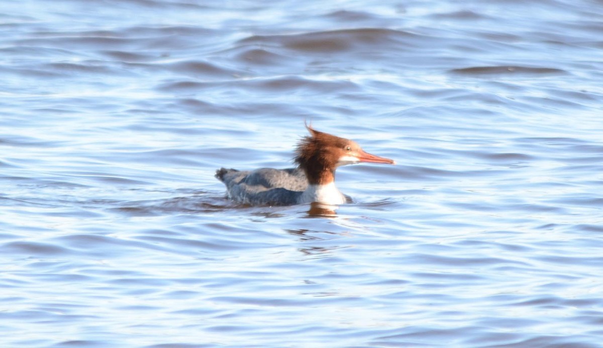 Common Merganser - ML121618221