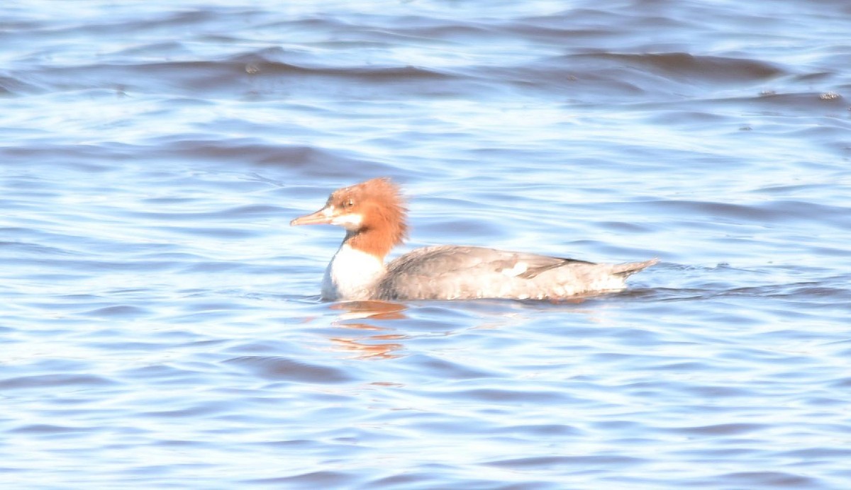 Common Merganser - ML121618231