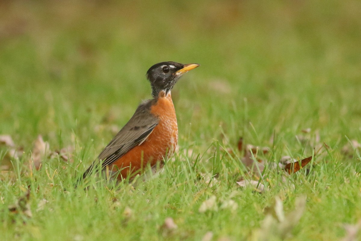 American Robin - Zach Millen