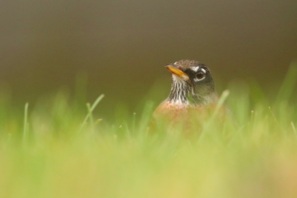 American Robin - Zach Millen