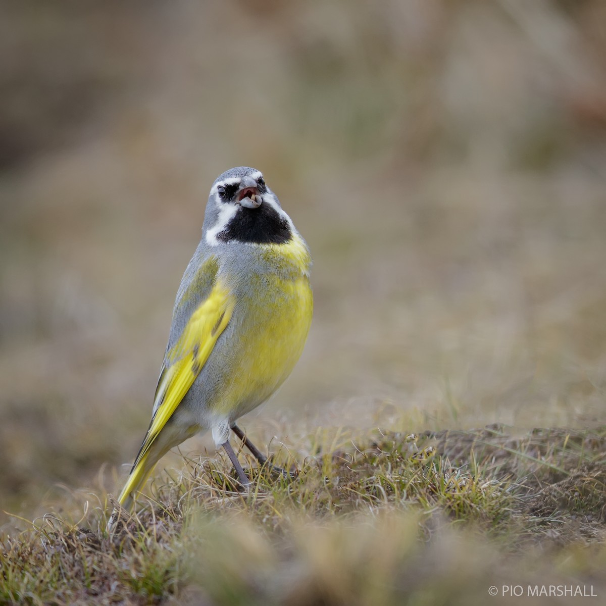 White-bridled Finch - Pio Marshall