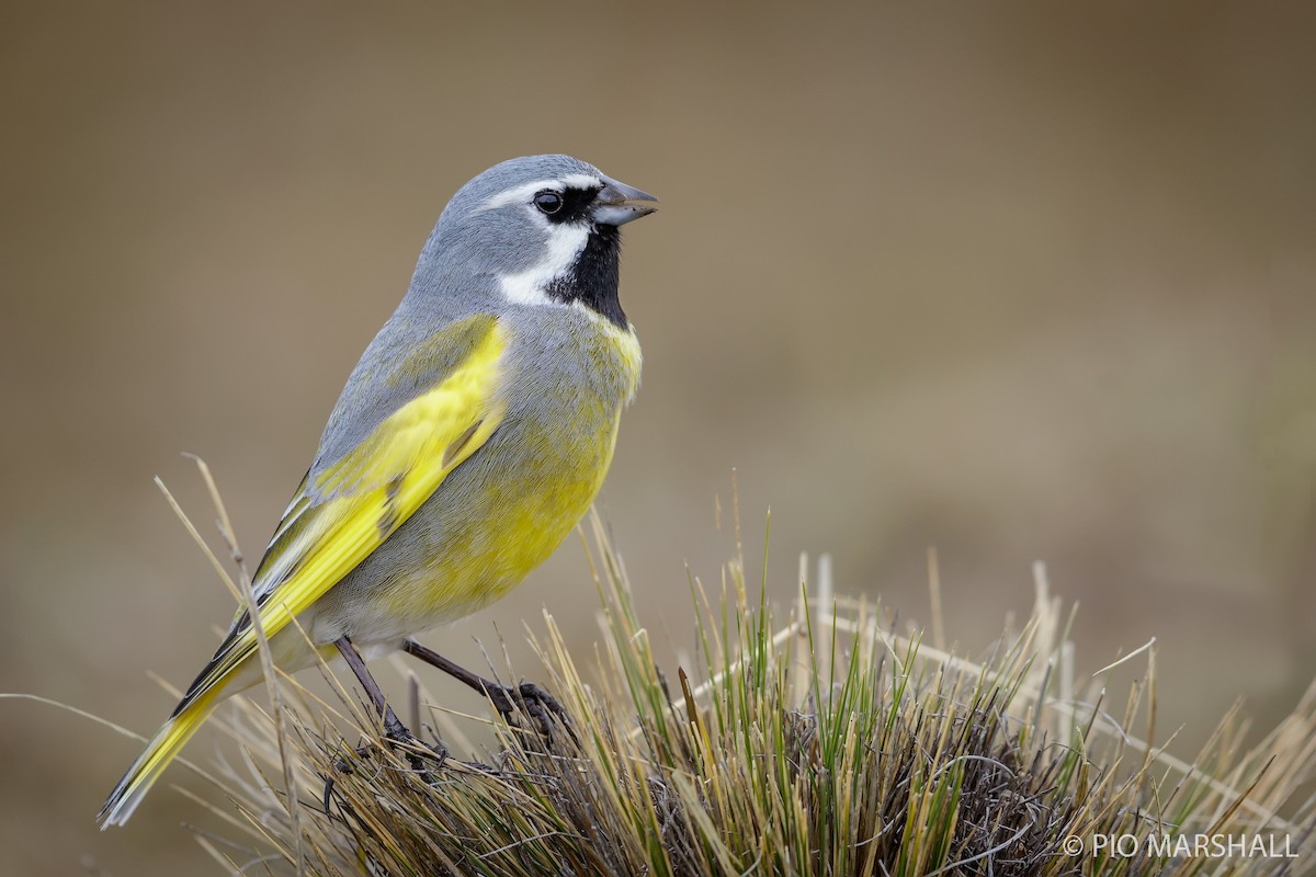 White-bridled Finch - ML121618641