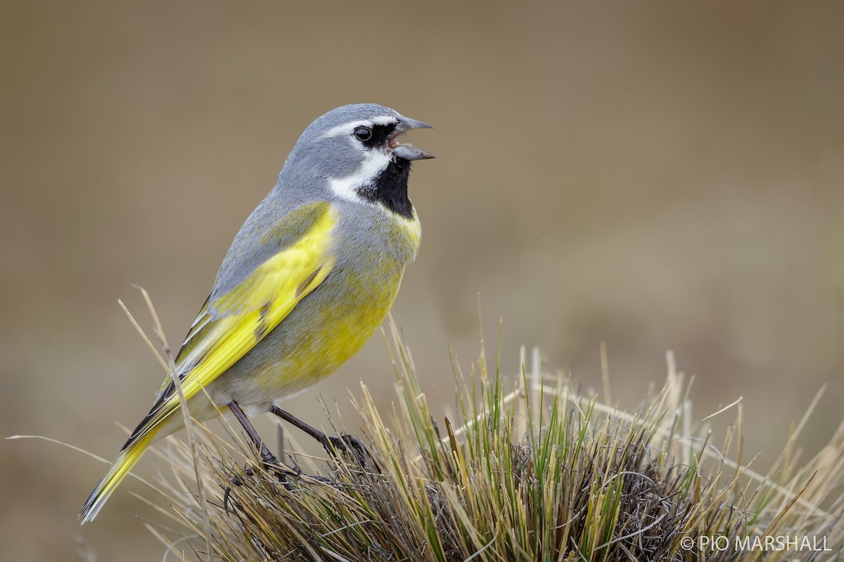 White-bridled Finch - ML121618651