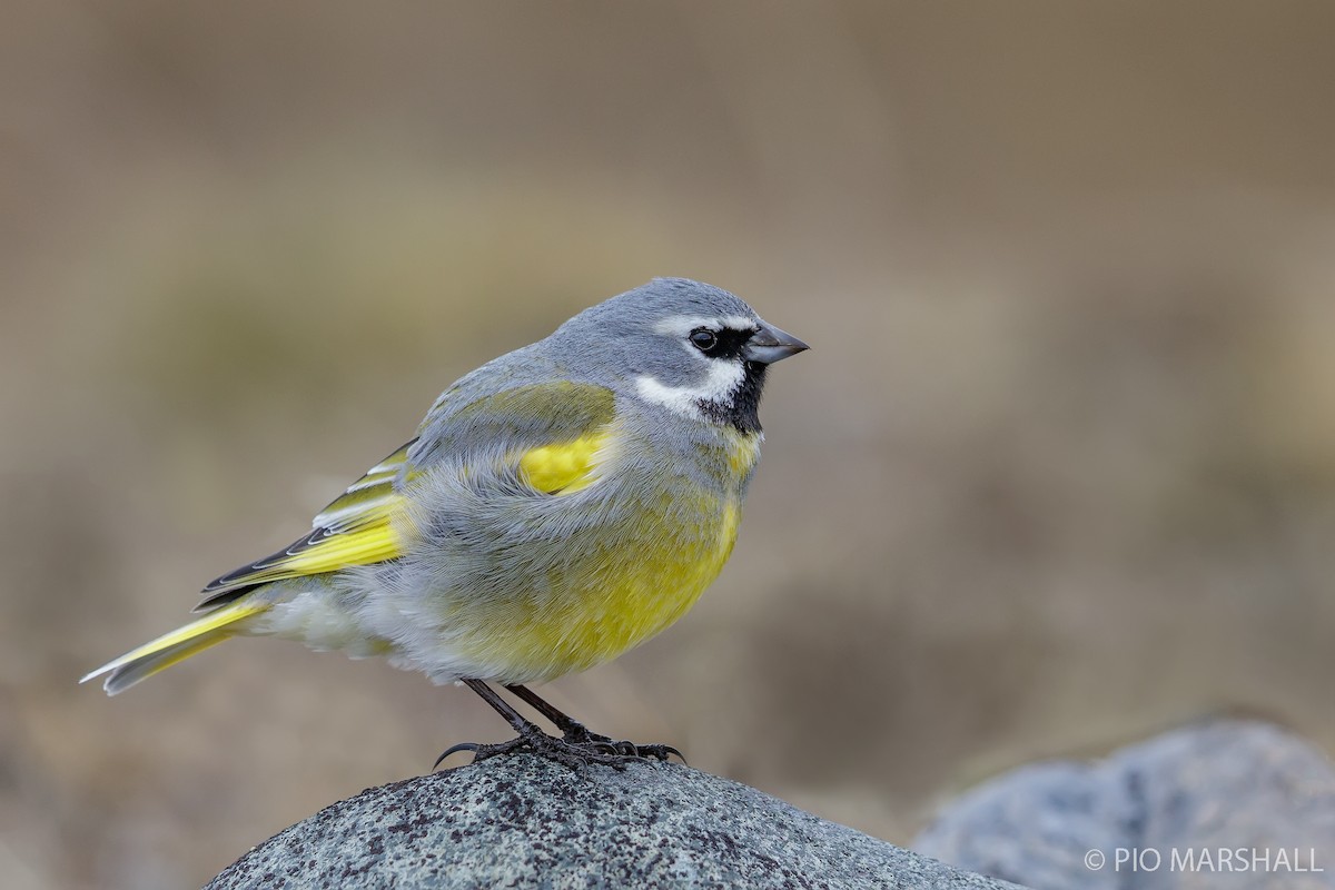 White-bridled Finch - ML121618661