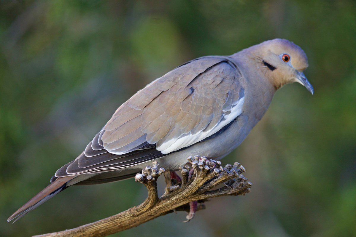 White-winged Dove - Tom McIntosh