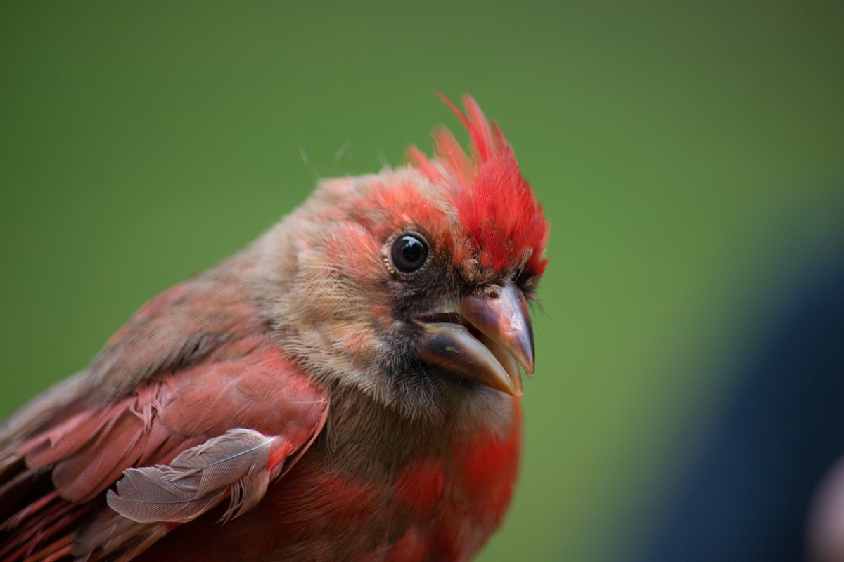 Cardinal rouge - ML121619651