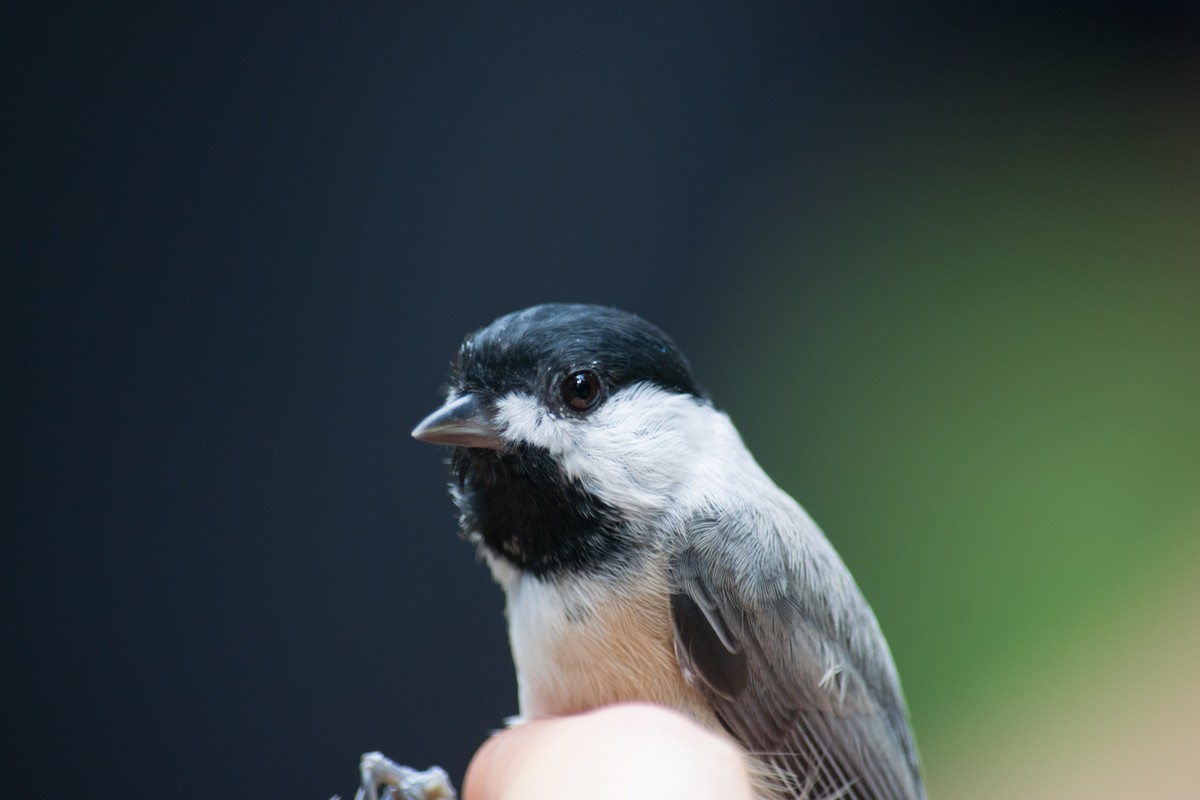 Carolina Chickadee - ML121619691