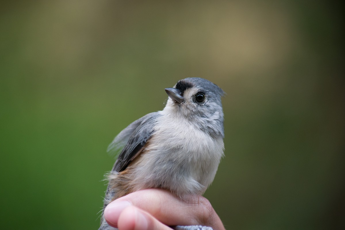 Tufted Titmouse - ML121619701