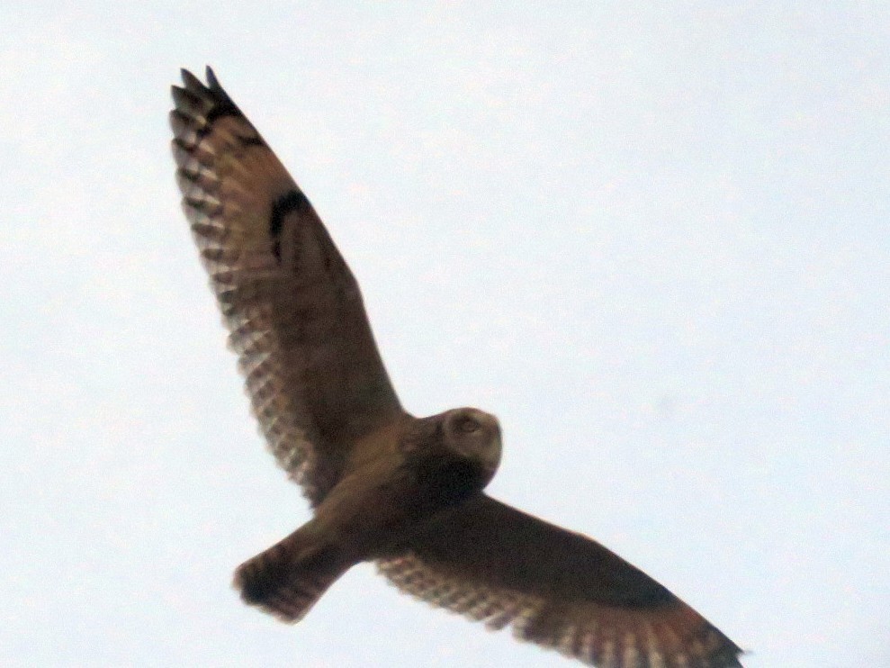 Short-eared Owl - Devan Johnson