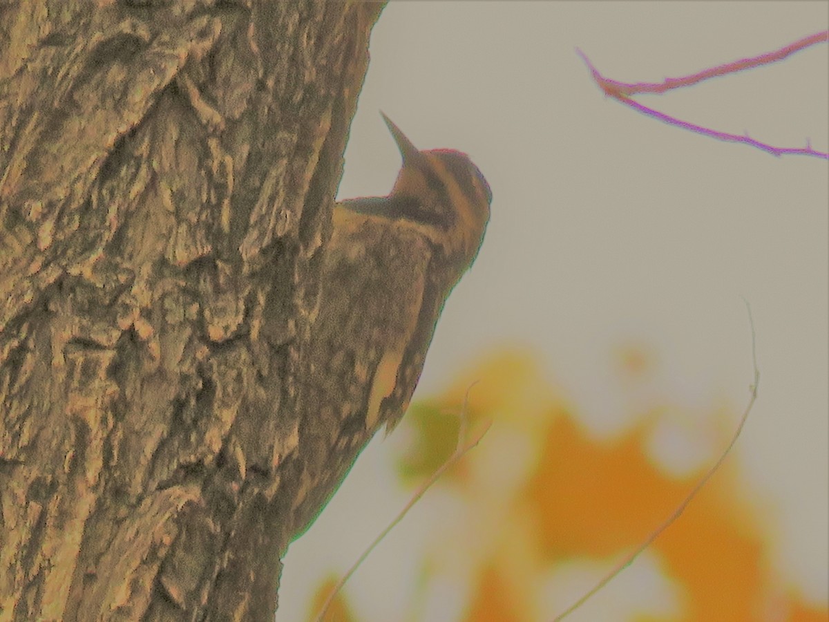 Yellow-bellied Sapsucker - ML121621971