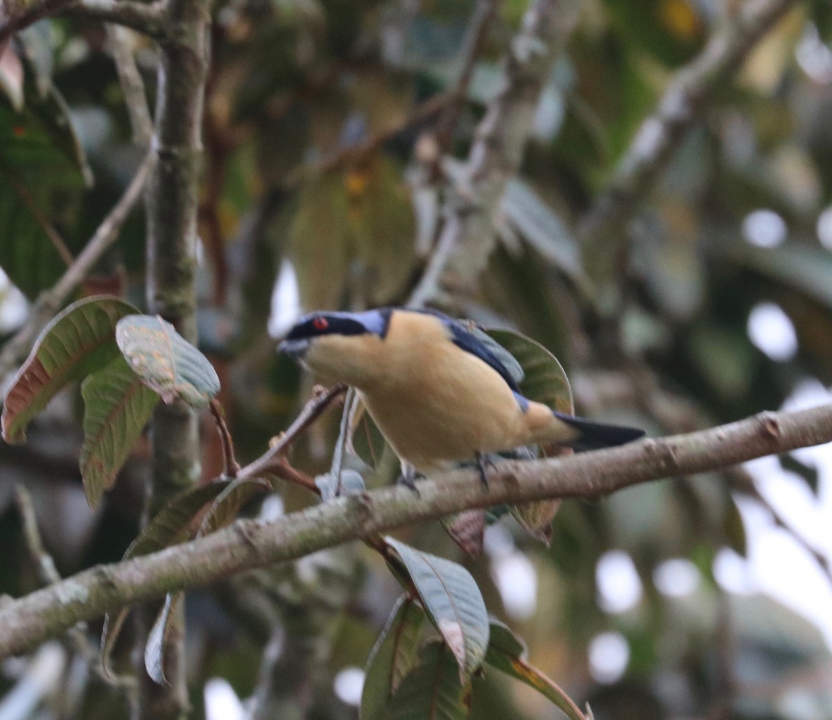 Fawn-breasted Tanager - ML121622301