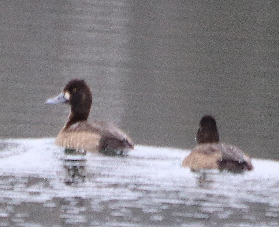 Lesser Scaup - ML121623451