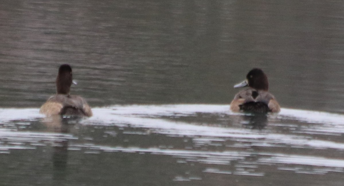 Lesser Scaup - ML121623461