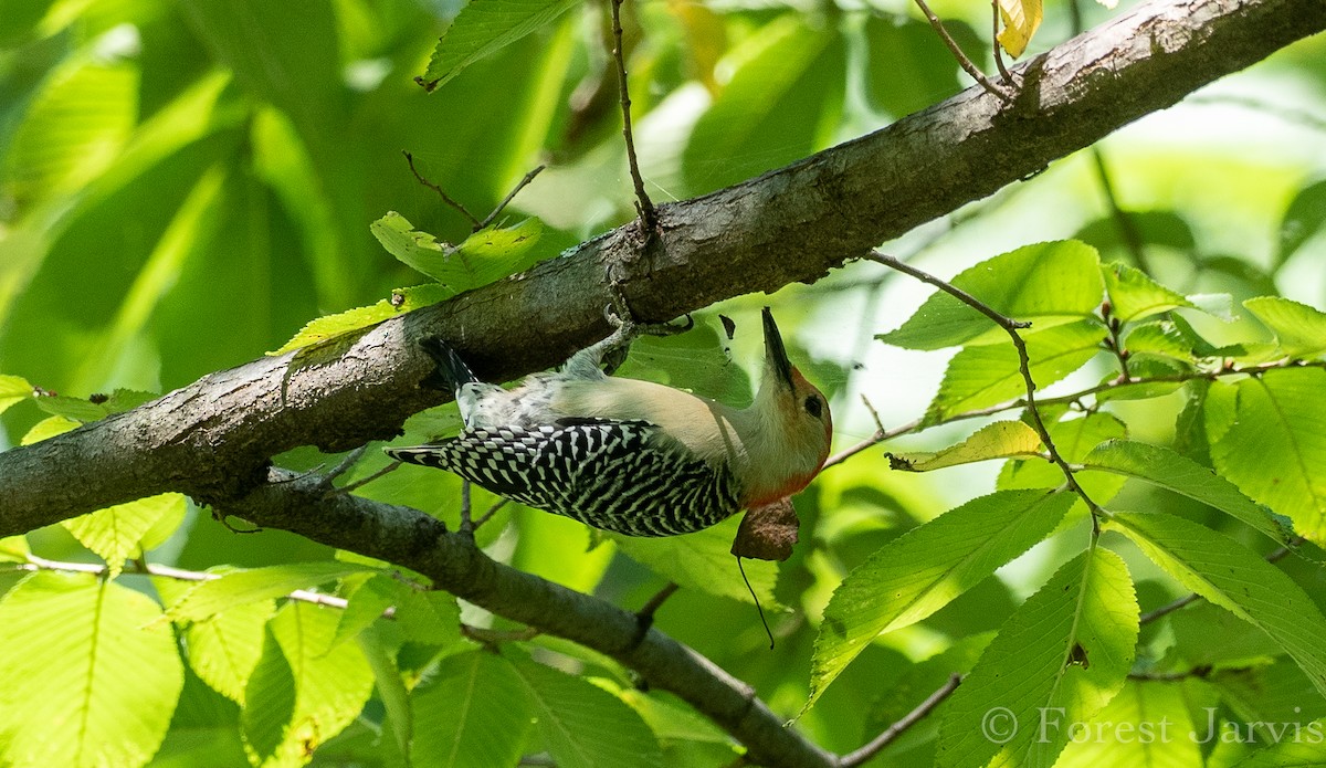 Red-bellied Woodpecker - ML121623701