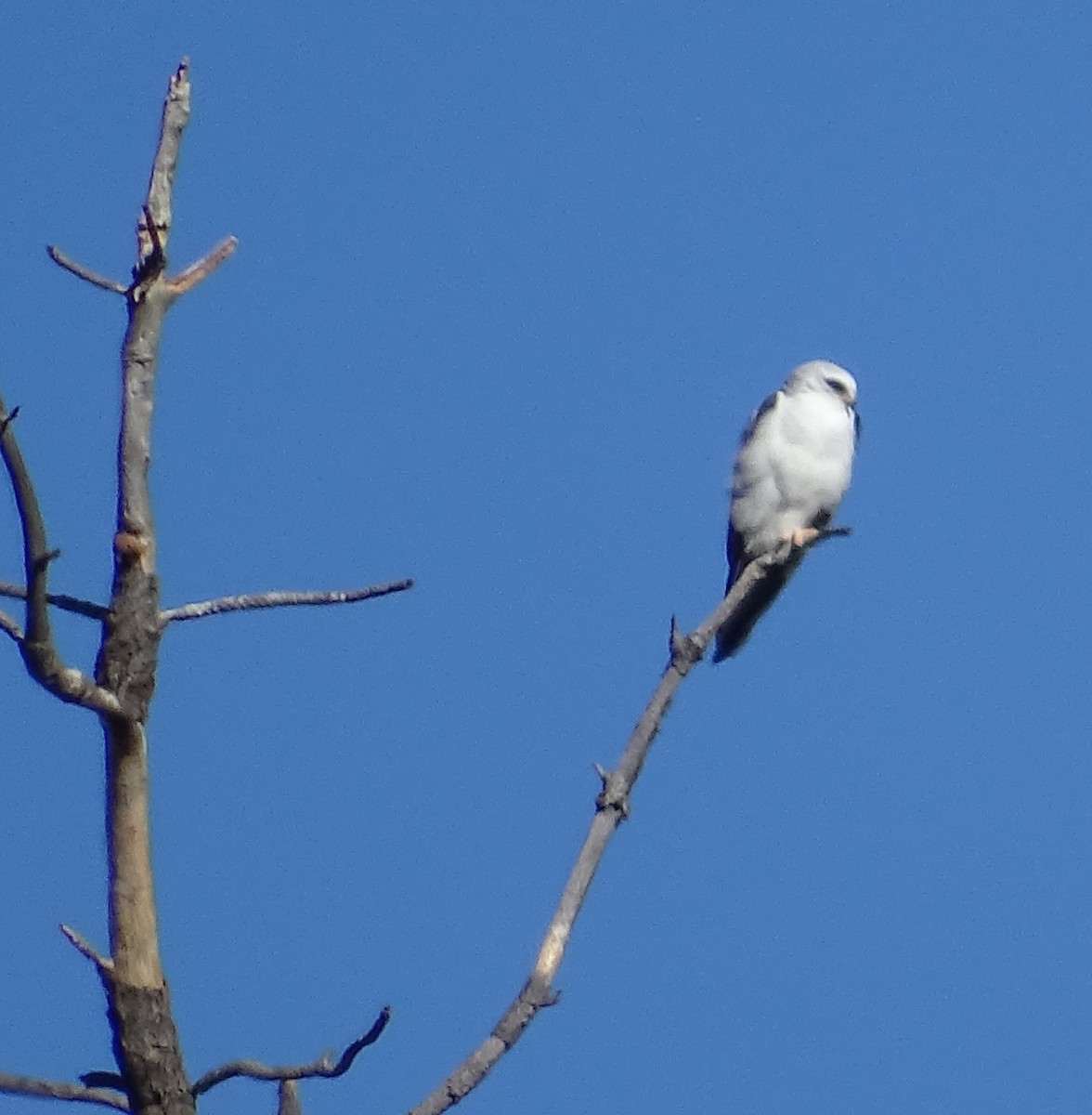 White-tailed Kite - Robin Roberts