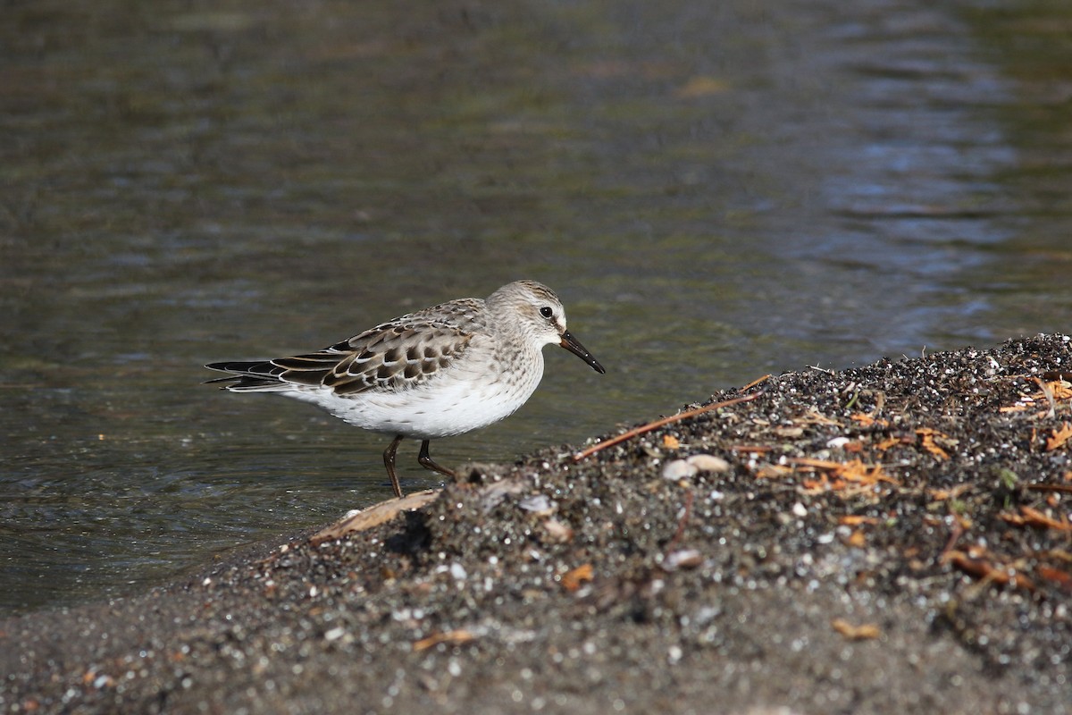 White-rumped Sandpiper - Mark Patry