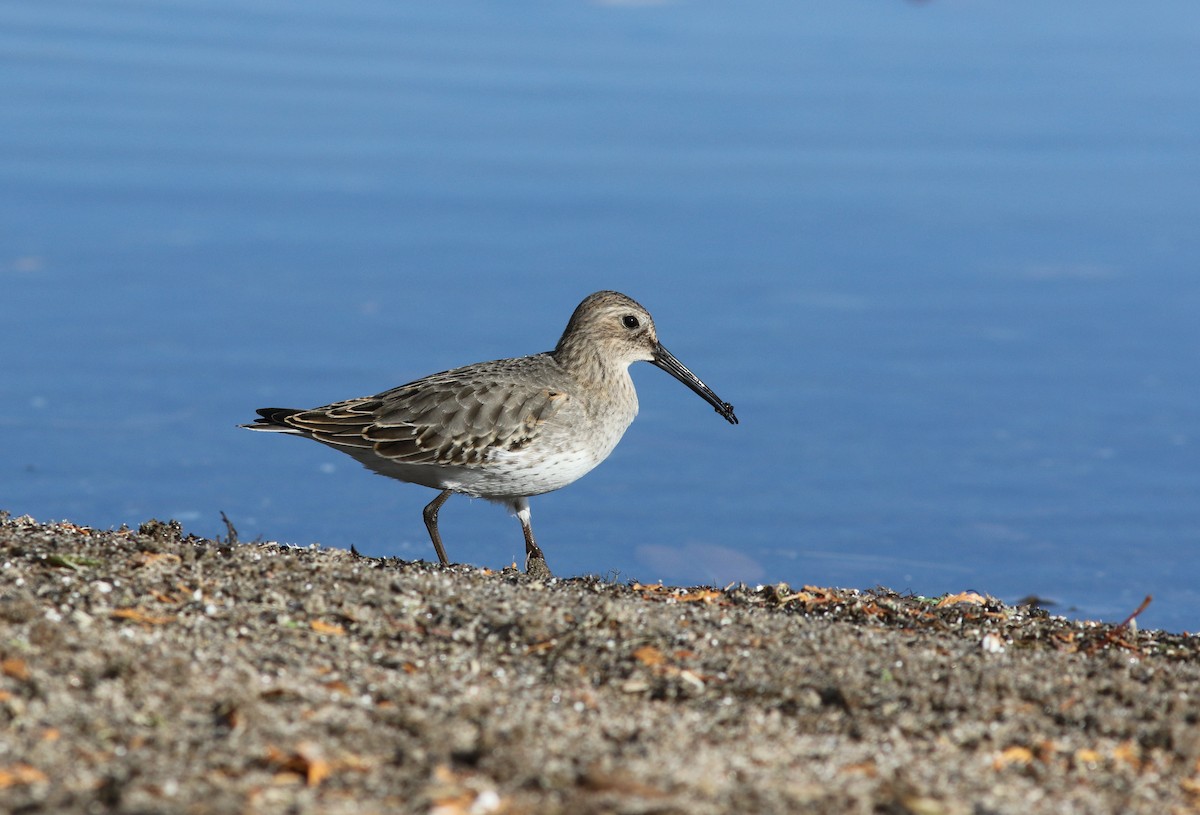 Bécasseau variable - ML121625951