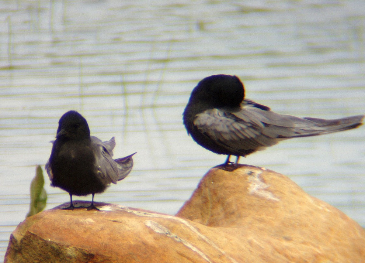 Black Tern - ML121626721