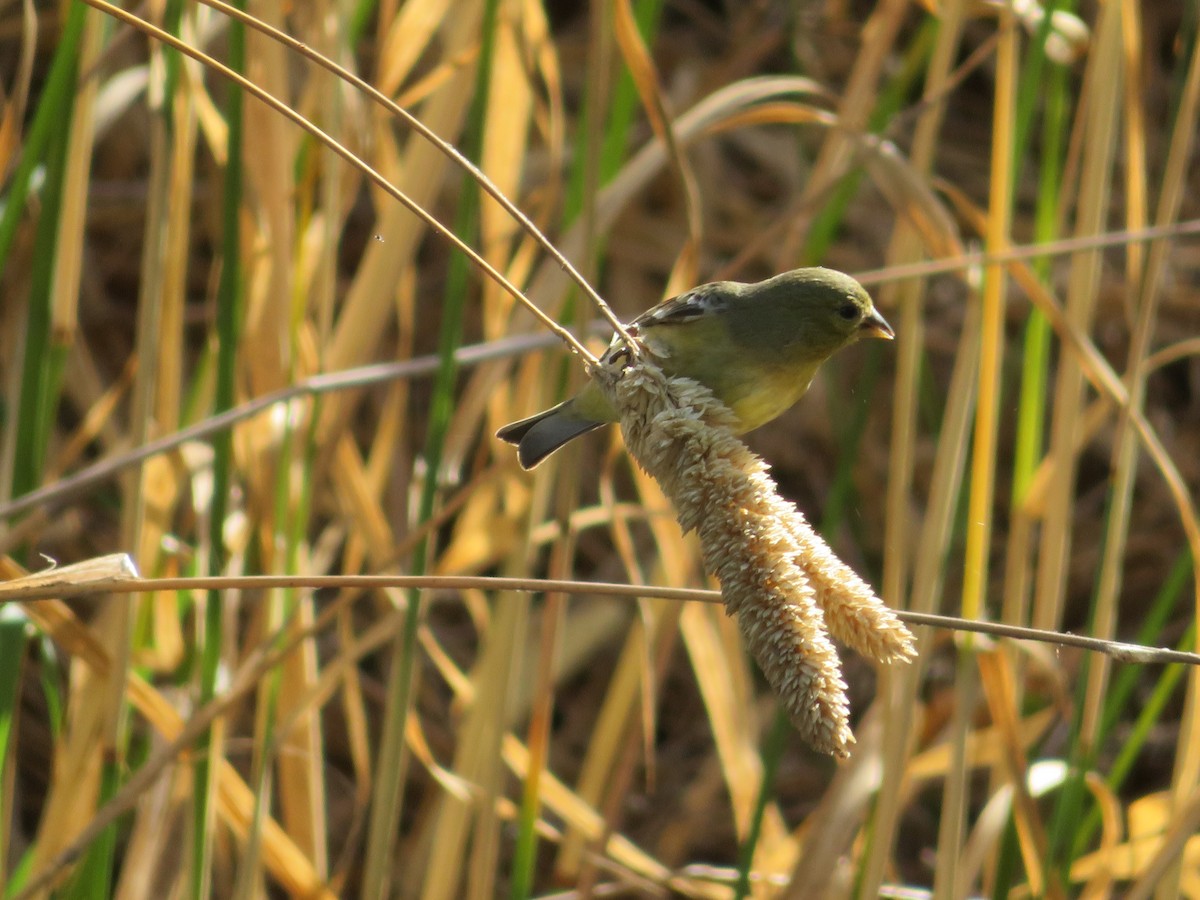 Lesser Goldfinch - ML121627131