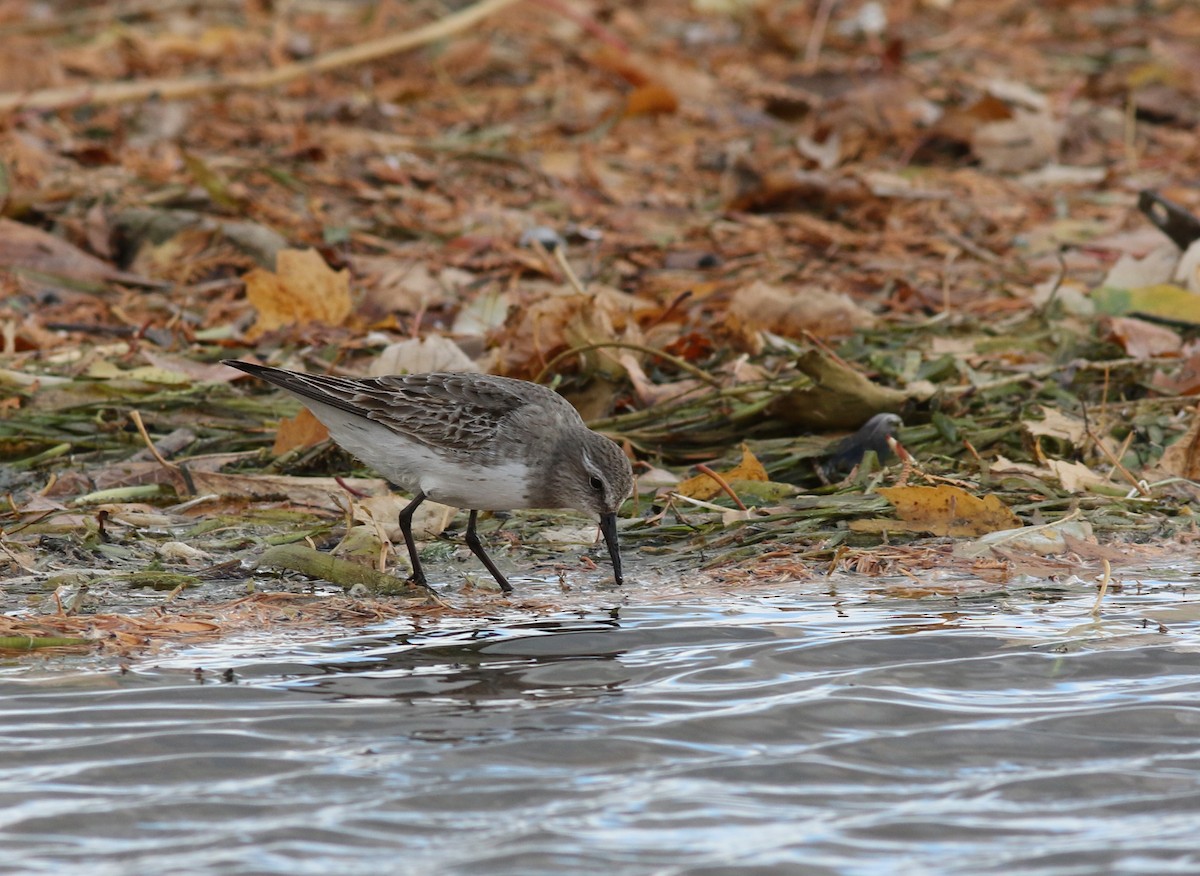 White-rumped Sandpiper - Mark Patry